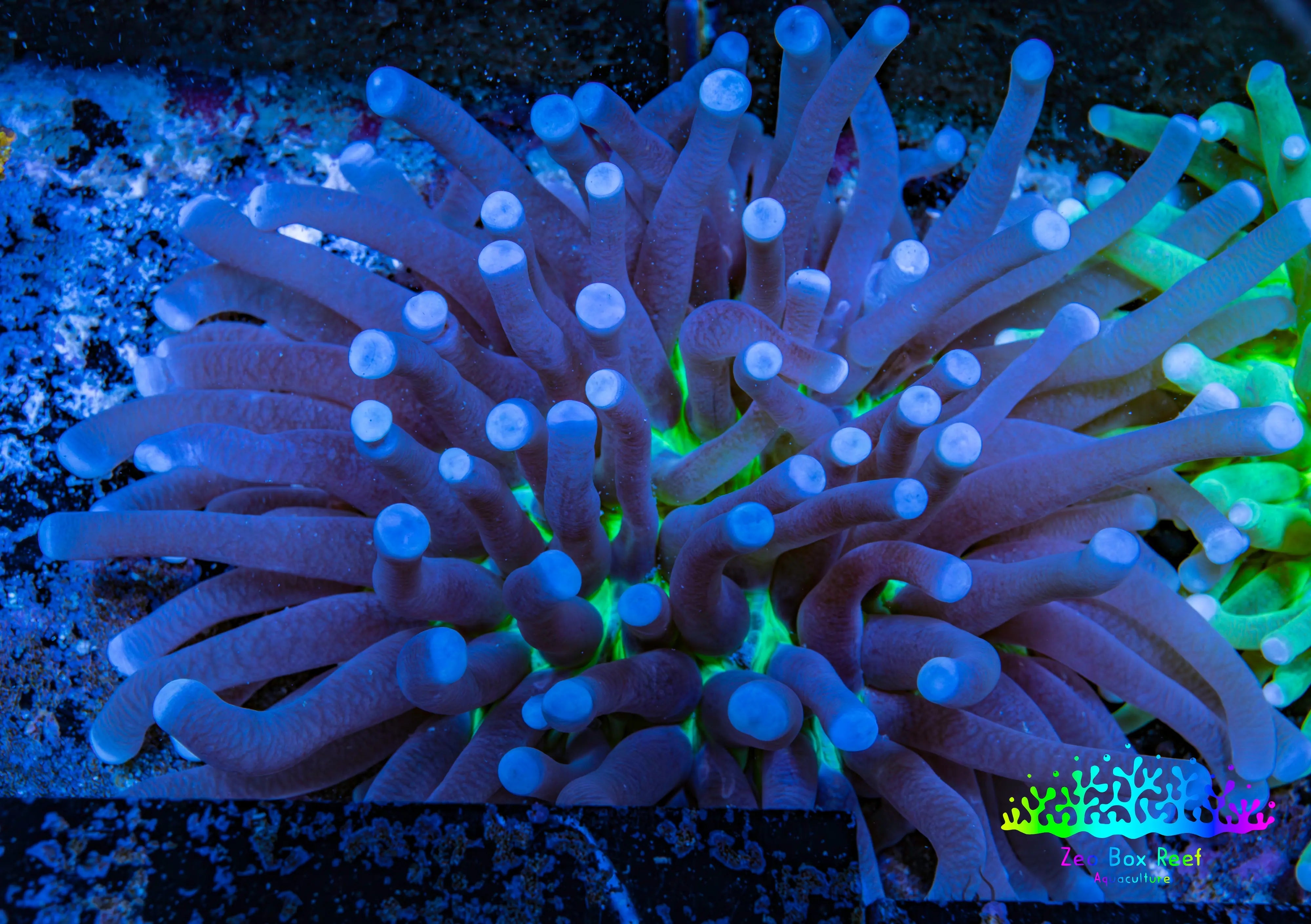 Ultra Heliofungia Coral  10cm WYSIWYG