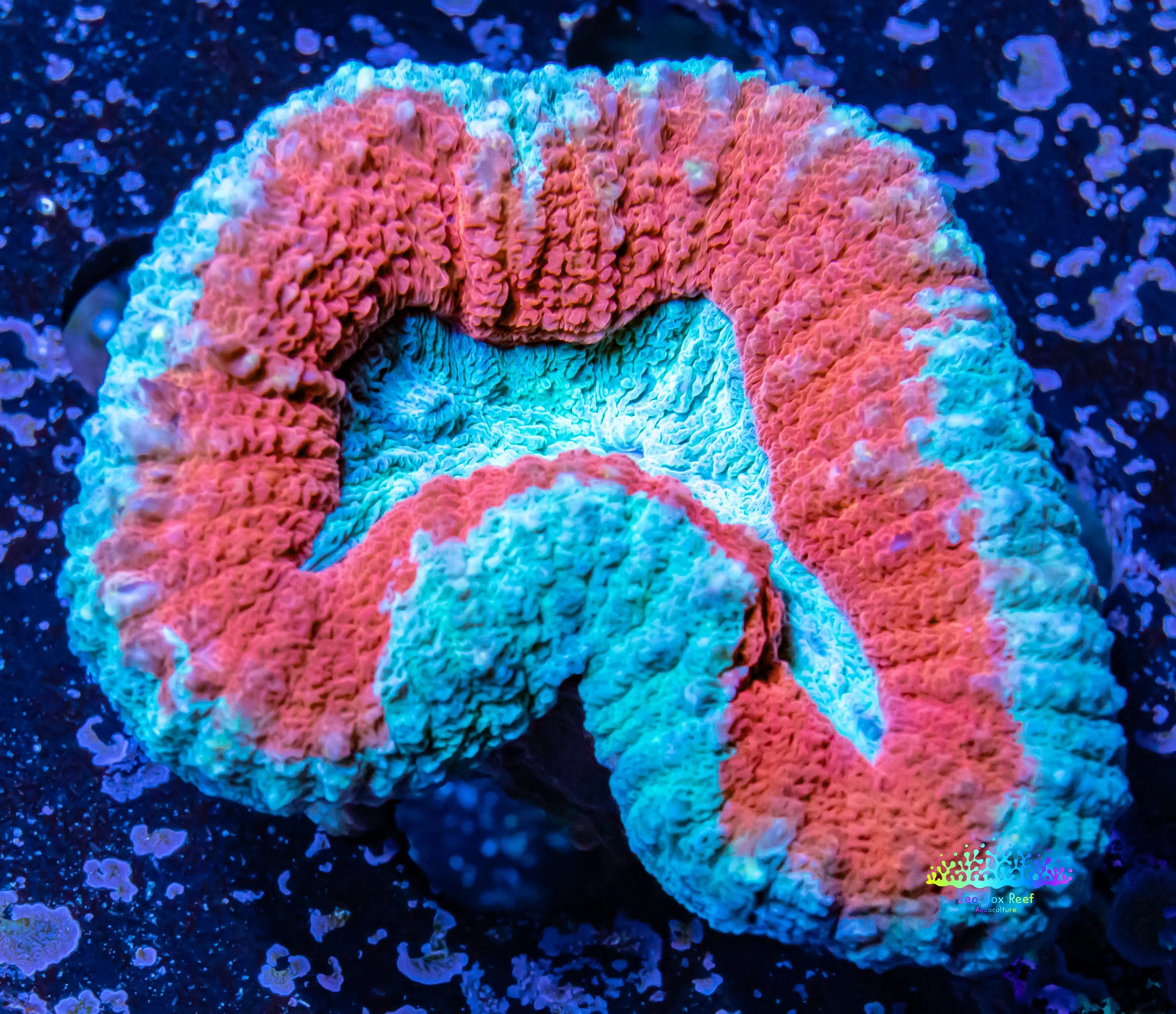 Ultra Lobophyllia Hemprichii - Lobo Coral WYSIWYG 5cm