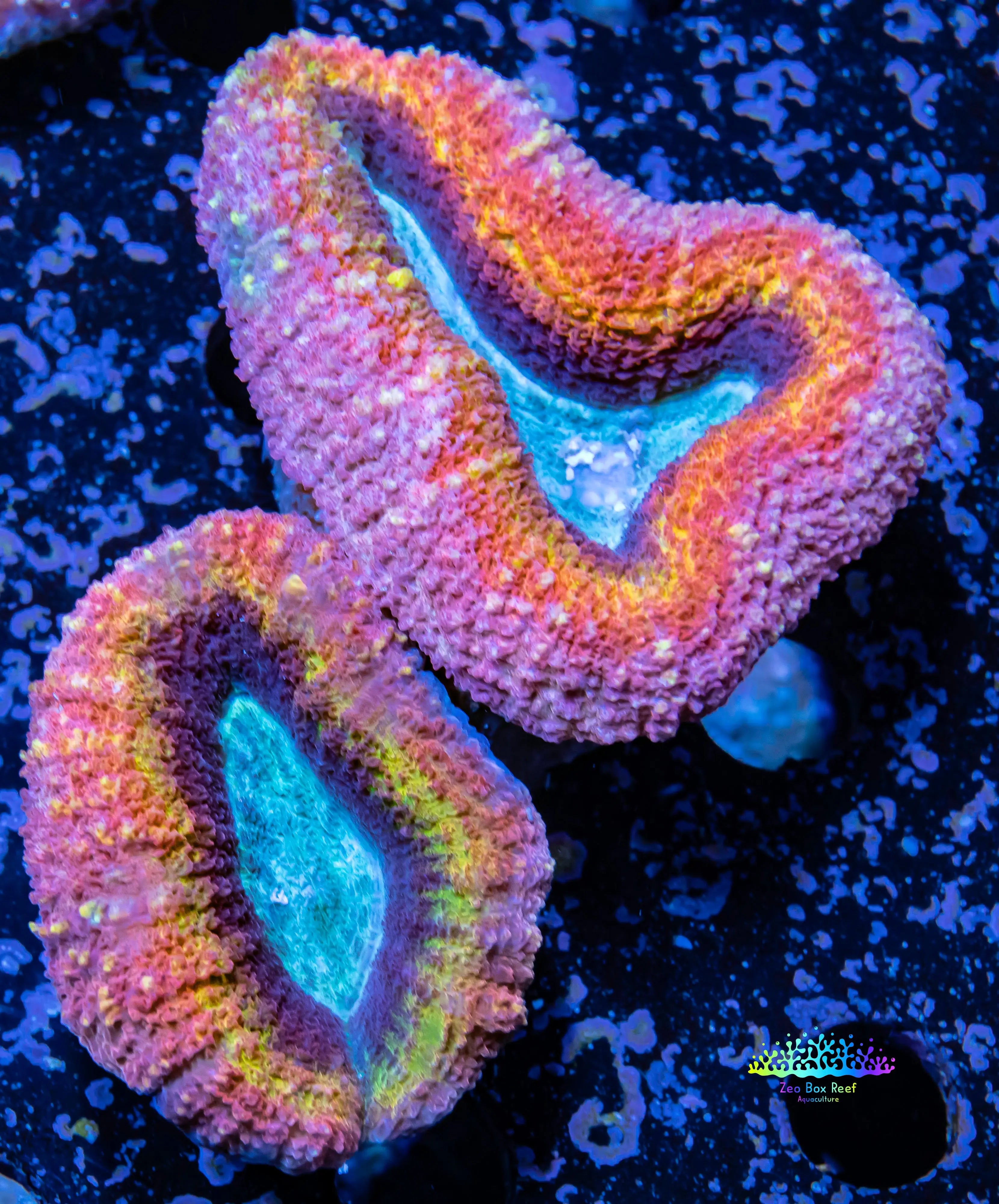 Ultra Lobophyllia Hemprichii - Lobo Coral WYSIWYG 6cm