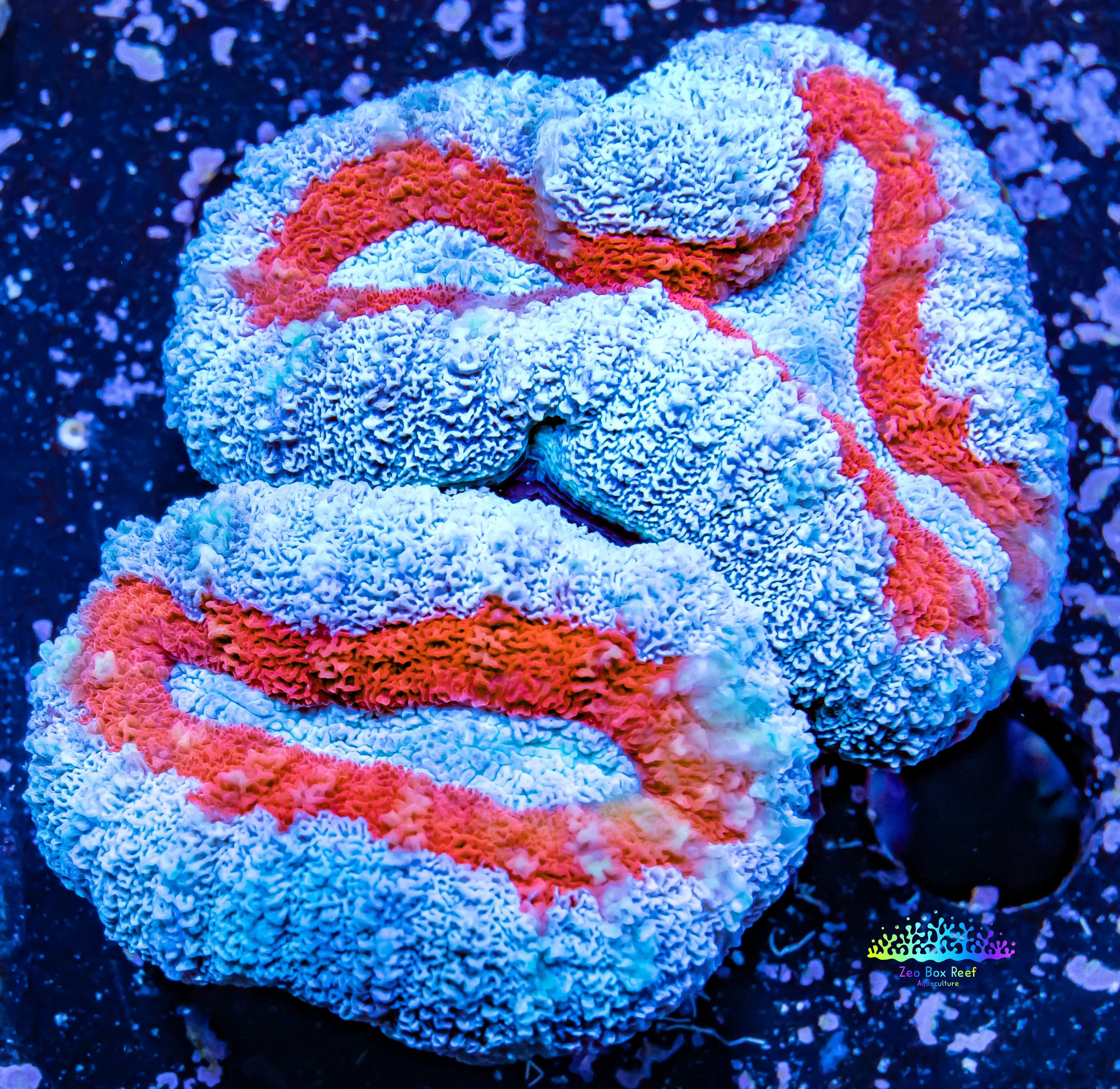 Ultra Lobophyllia Hemprichii - Lobo Coral WYSIWYG 6cm