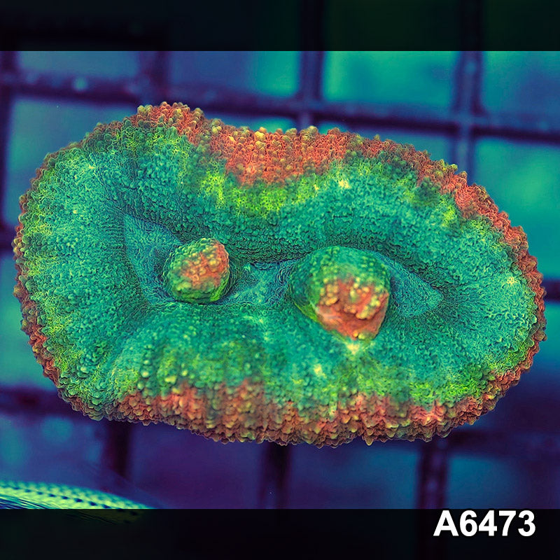 Item#A6473IN6473(S) WYSIWYG Aussie Ultra Lobophyllia