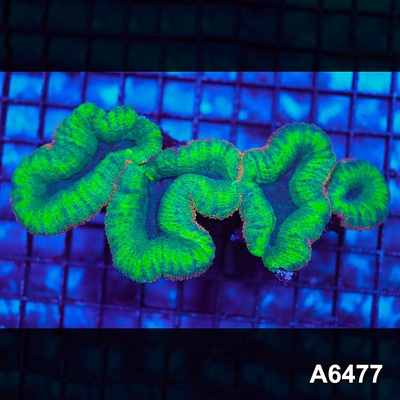 Item#A6477IN6477(S) WYSIWYG Aussie Ultra Lobophyllia