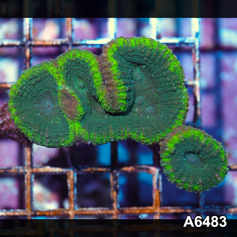 Item#A6483IN6482(S) WYSIWYG Aussie Ultra Lobophyllia