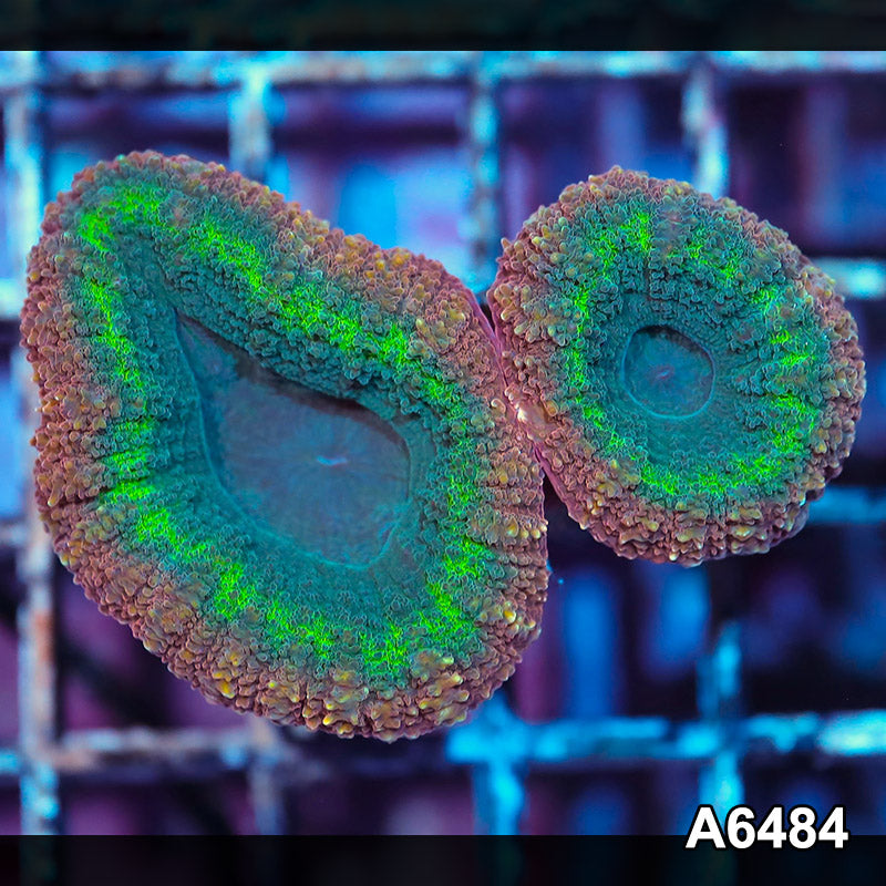 Item#A6484IN6484(S) WYSIWYG Aussie Ultra Lobophyllia