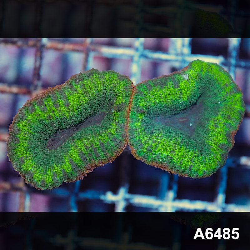 Item#A6485IN6485(S) WYSIWYG Aussie Ultra Lobophyllia