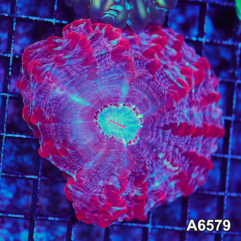 Item#A6579LW6579(M) WYSIWYG Indo Ultra Unique Indophyllia