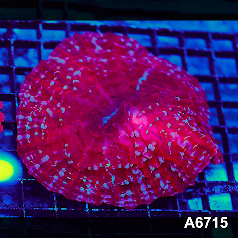 Item#A6715LW6715(M) WYSIWYG Indo Ultra Unique Indophyllia