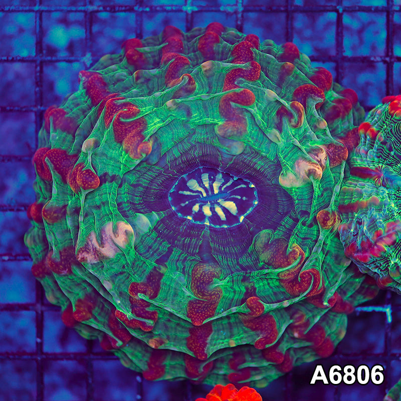 Item#A6806LW6806(M) WYSIWYG Indo Ultra Unique Indophyllia