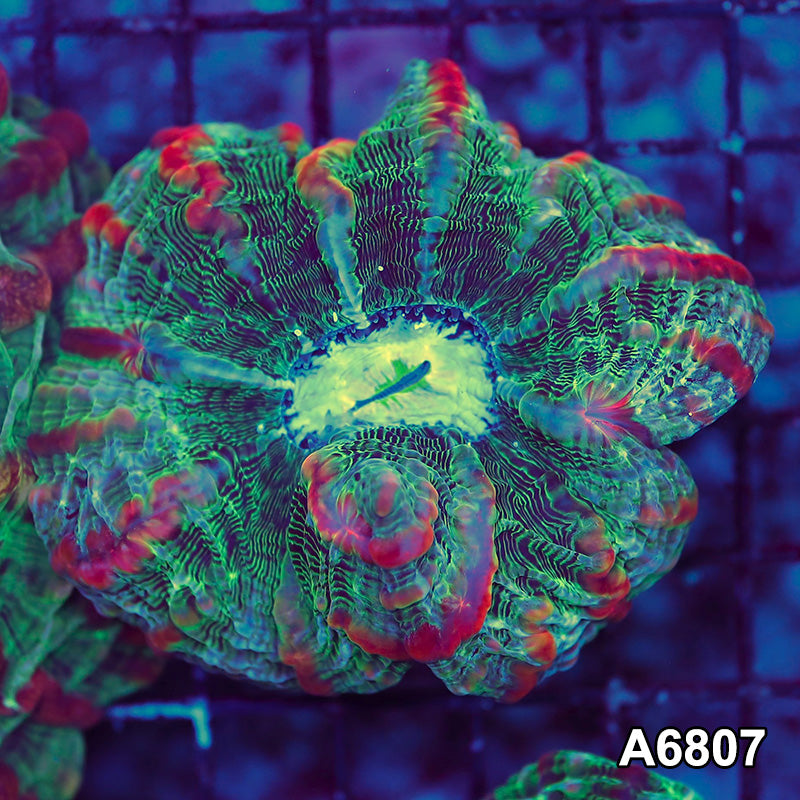 Item#A6807LW6807(M) WYSIWYG Indo Ultra Unique Indophyllia