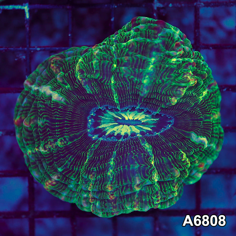 Item#A6808LW6808(M) WYSIWYG Indo Ultra Unique Indophyllia