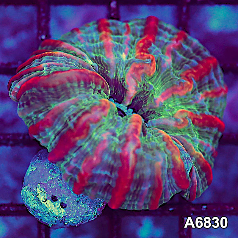 Item#A6830LW6830(S) WYSIWYG Indo Ultra Unique Indophyllia
