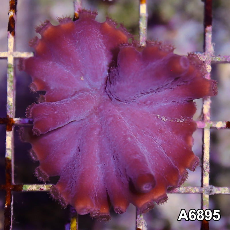 Item#A6895SP68(S) WYSIWYG Turbinaria Heronensis Frag