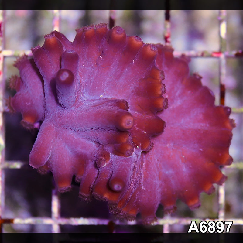 Item#A6897SP6897(S) WYSIWYG Turbinaria Heronensis Frag