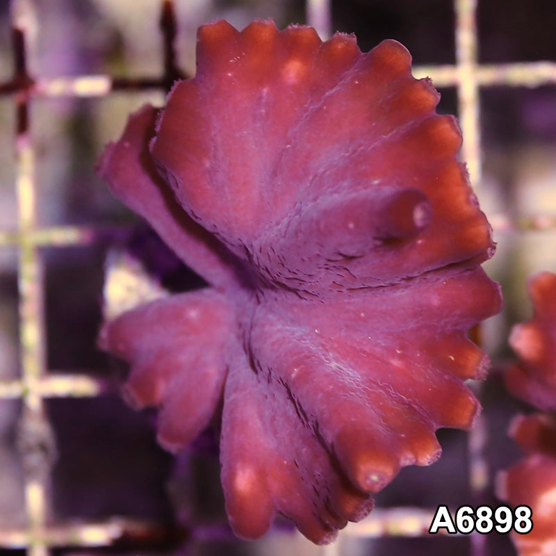 Item#A6898SP6898(S) WYSIWYG Turbinaria Heronensis Frag