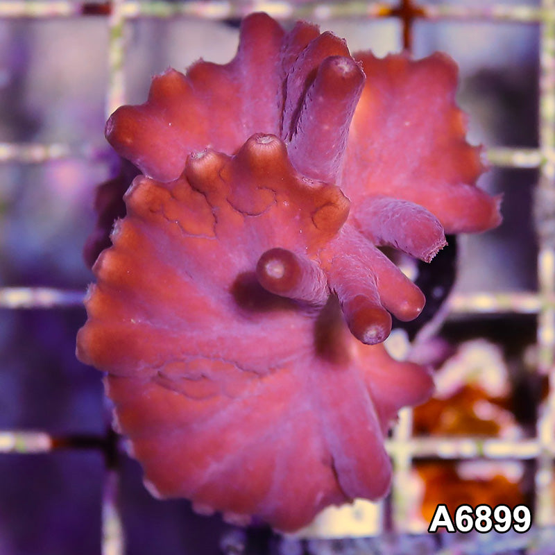 Item#A6899SP6899(S) WYSIWYG Turbinaria Heronensis Frag