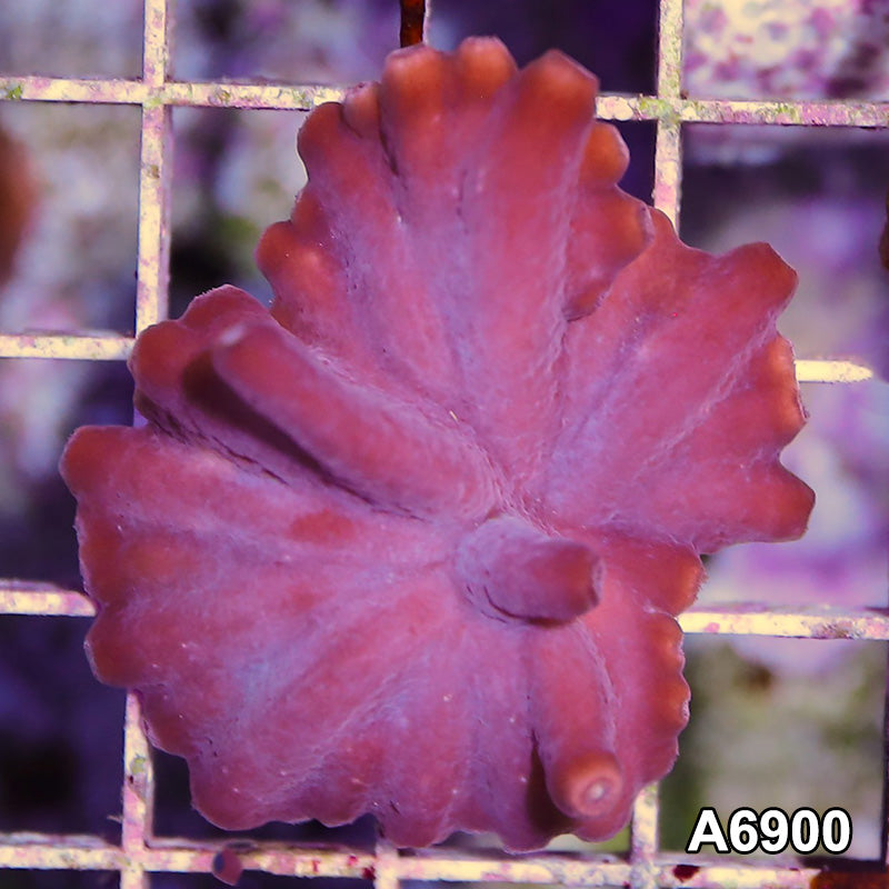 Item#A6900SP6900(S) WYSIWYG Turbinaria Heronensis Frag