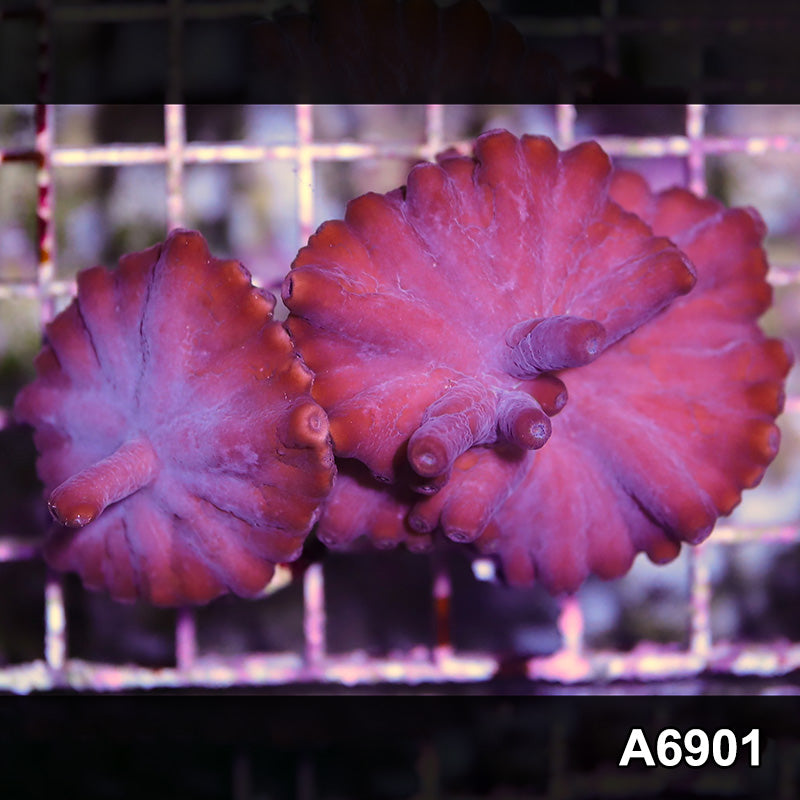 Item#A6901SP6901(S) WYSIWYG Turbinaria Heronensis Frag
