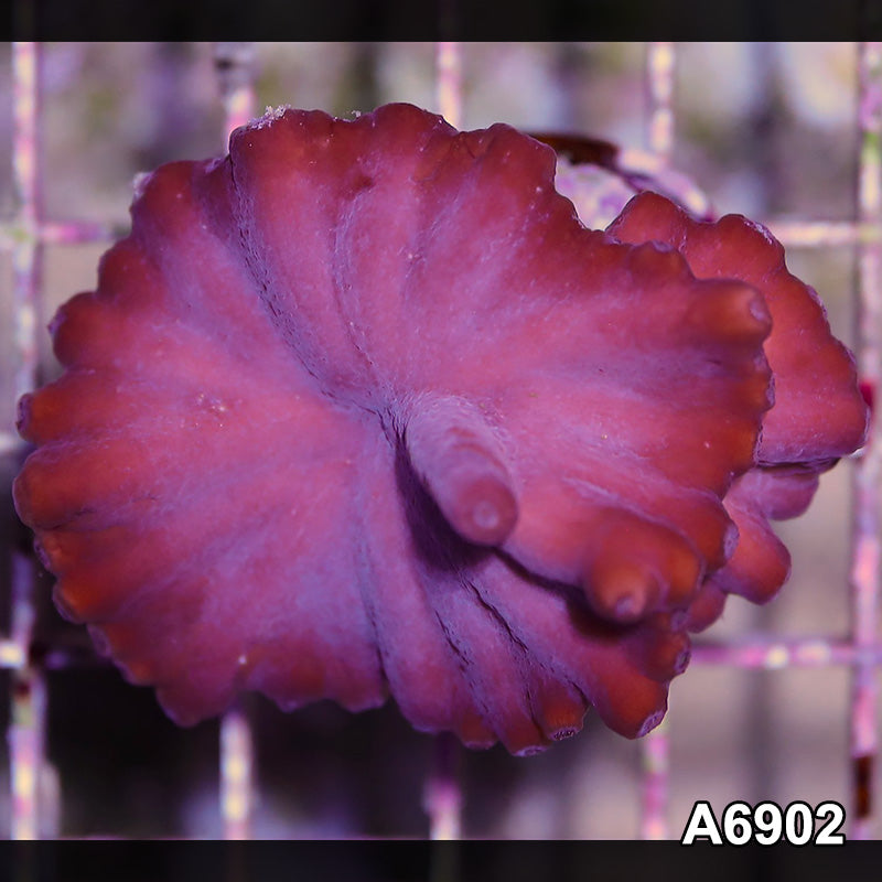 Item#A6902SP6902(S) WYSIWYG Turbinaria Heronensis Frag