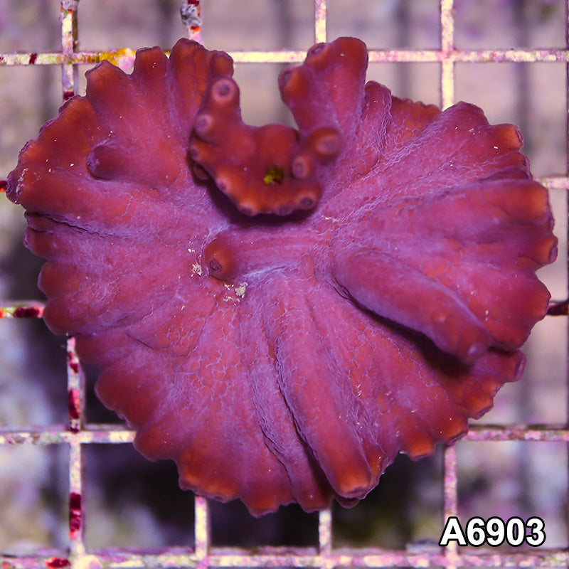 Item#A6903SP6903(S) WYSIWYG Turbinaria Heronensis Frag