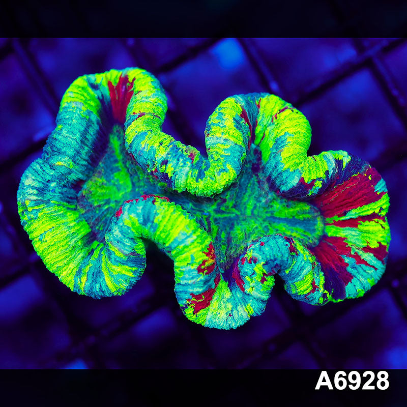 Item#A6928LW6928(S) WYSIWYG Aussie Rainbow Trachyphyllia
