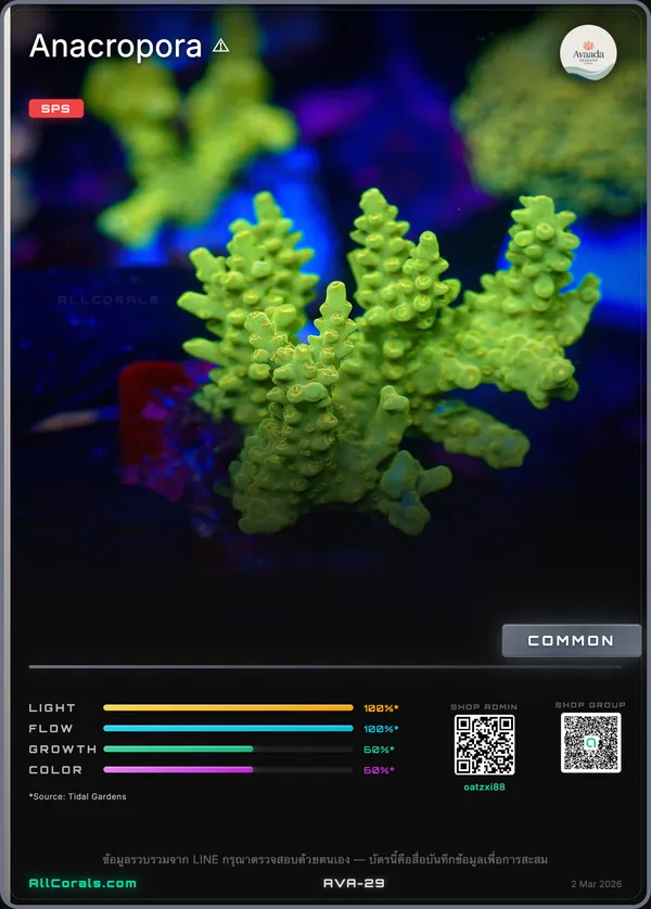 Anacropora