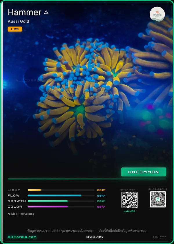 Euphyllia