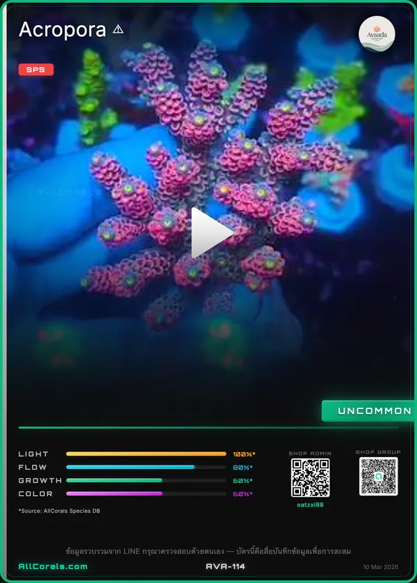 TSA Rainbow Sherbet Acropora XL Frag Coral