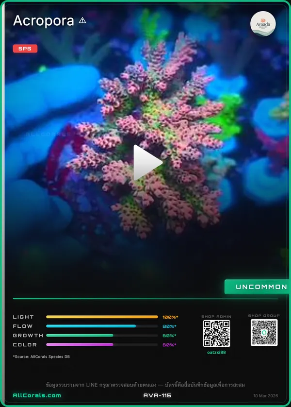WWC Snow Dragon Acropora