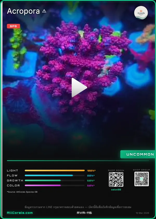 WWC Boomsauce Acropora