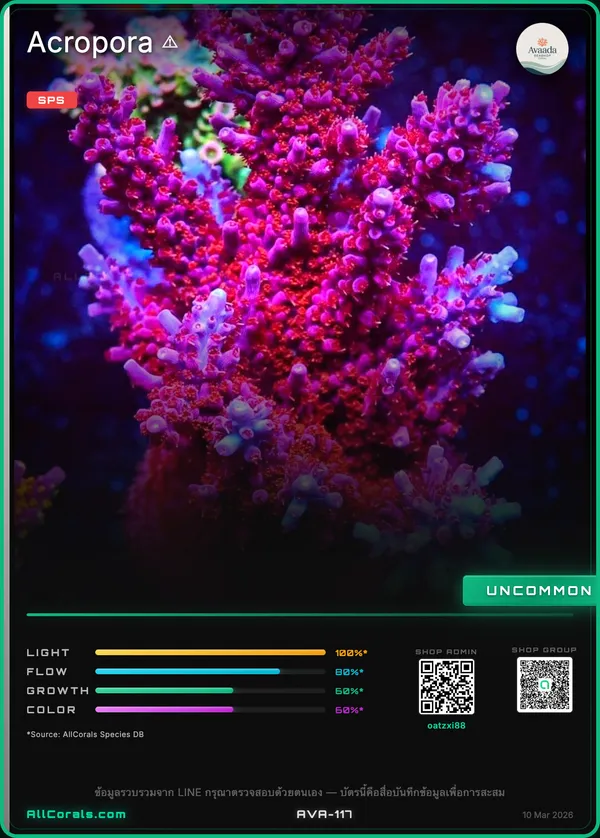 WWC Purple Dragona Acropora