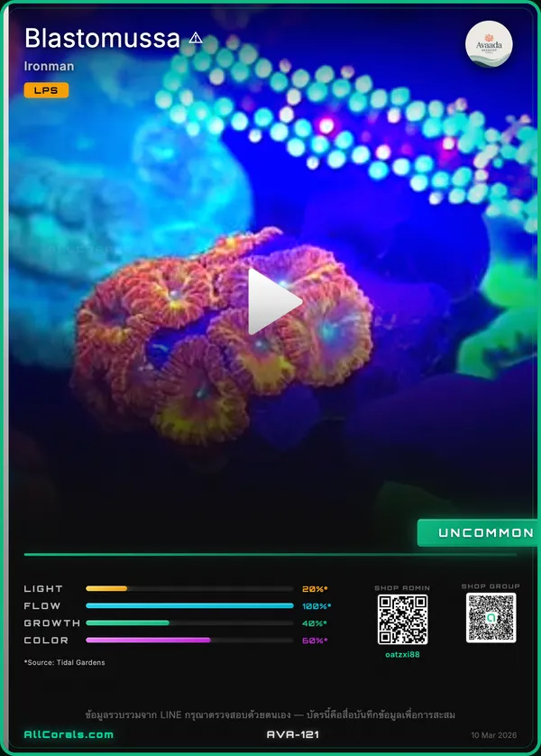 Blastomussa