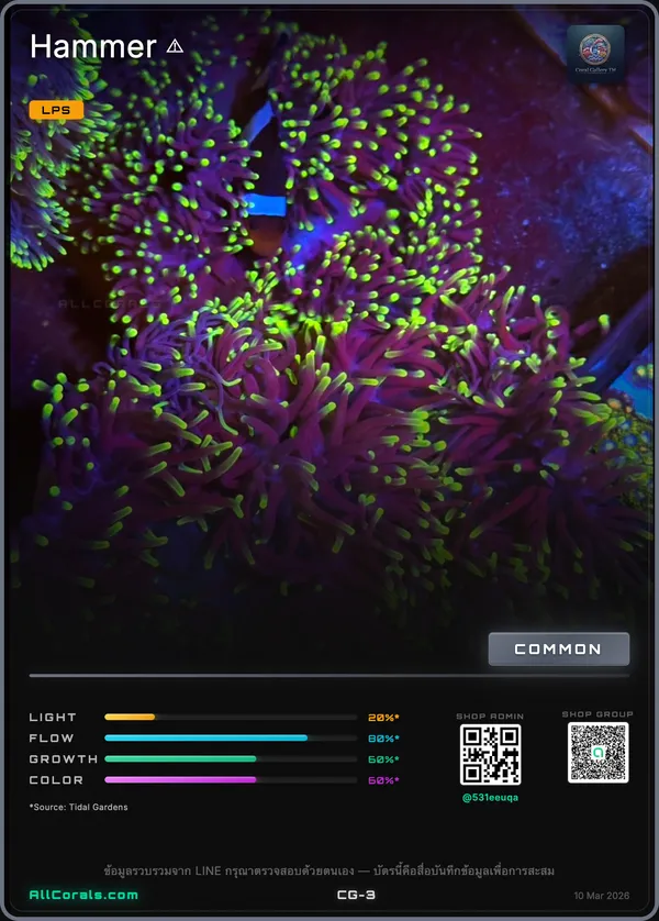 Euphyllia