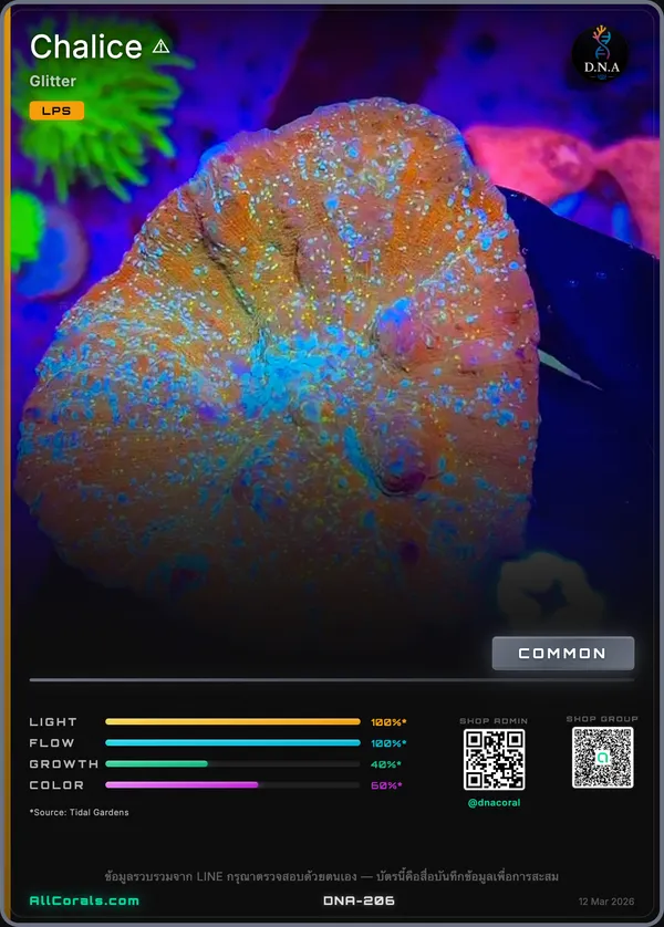 Echinophyllia