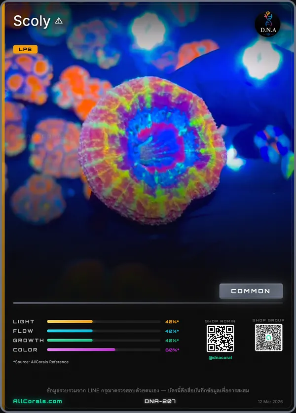 Homophyllia (Mini Scoly) — Rainbow trading card