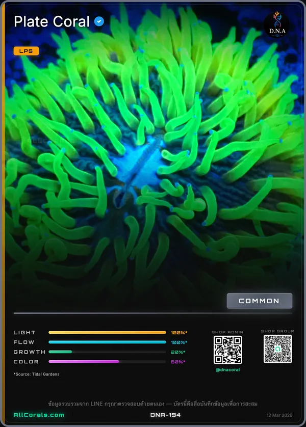 Fungia