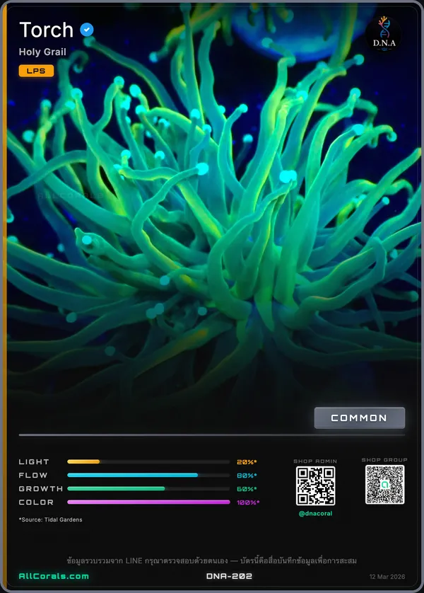 Euphyllia