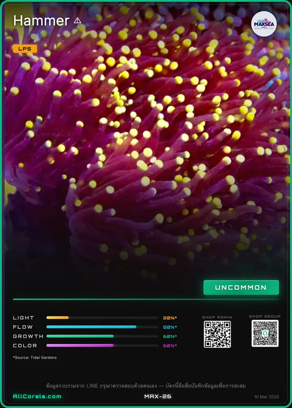 Euphyllia