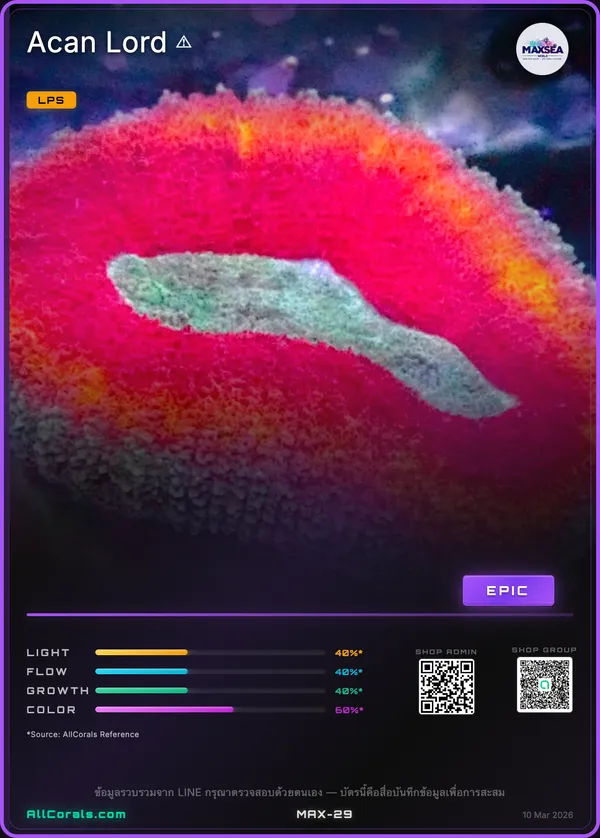 Micromussa
