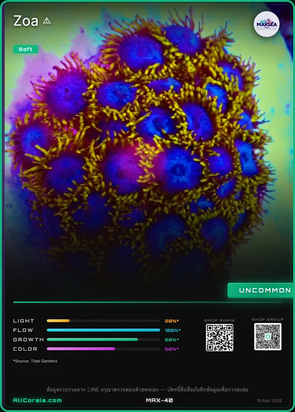 Zoanthus