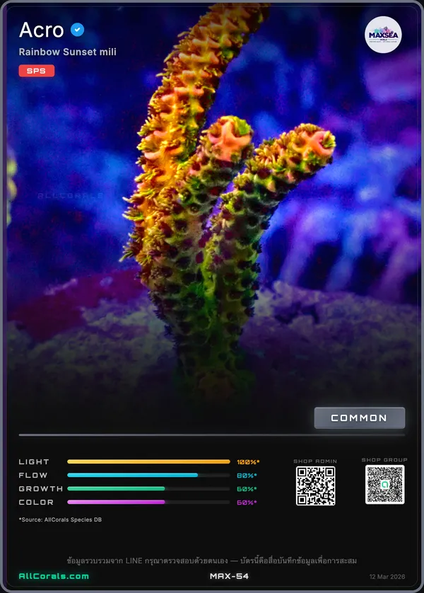Acropora
