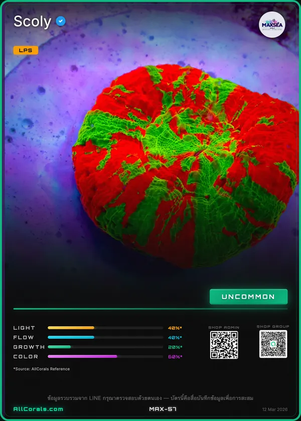Homophyllia