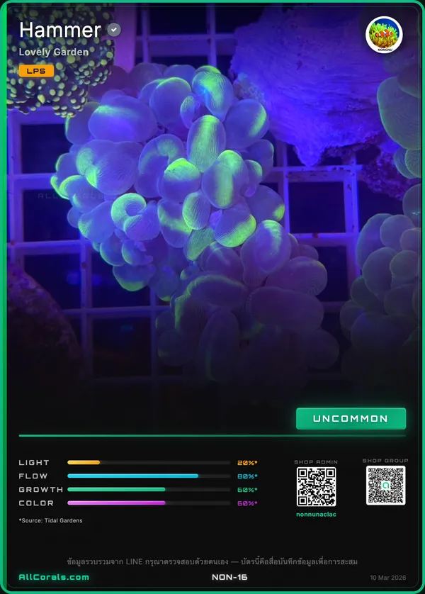 Hammer Coral