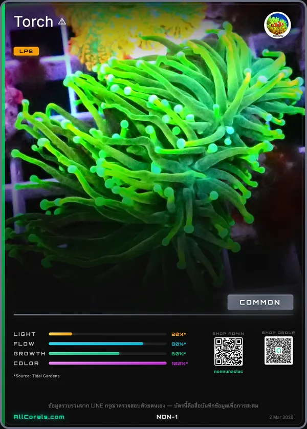 Euphyllia