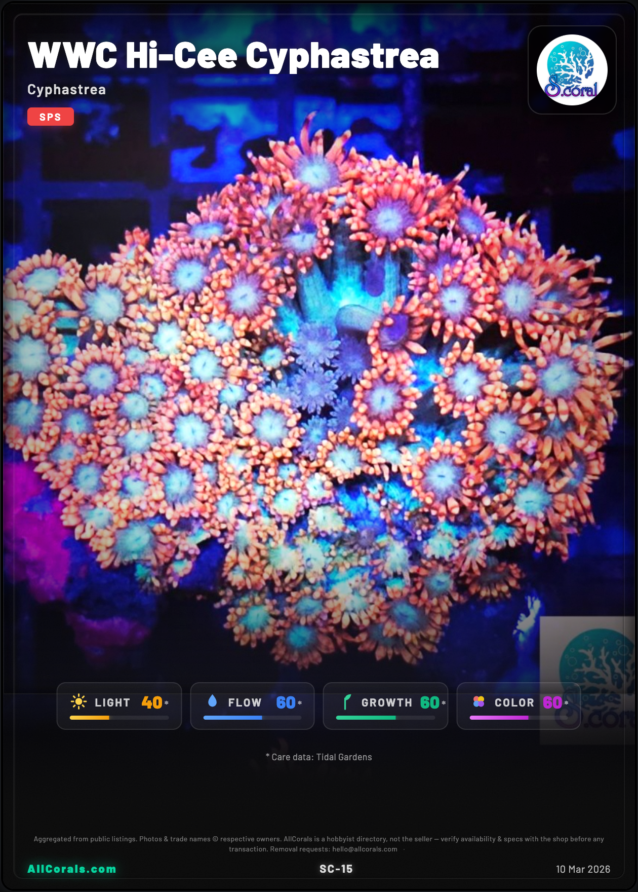 WWC Hi-Cee Cyphastrea trading card