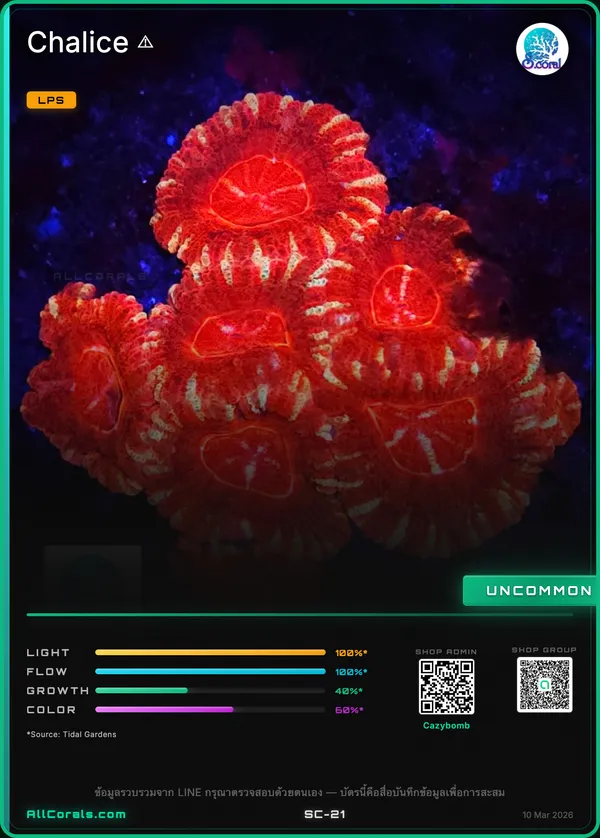 Echinophyllia