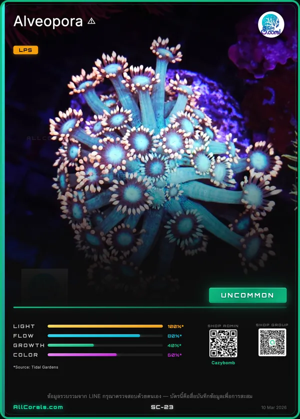 Alveopora