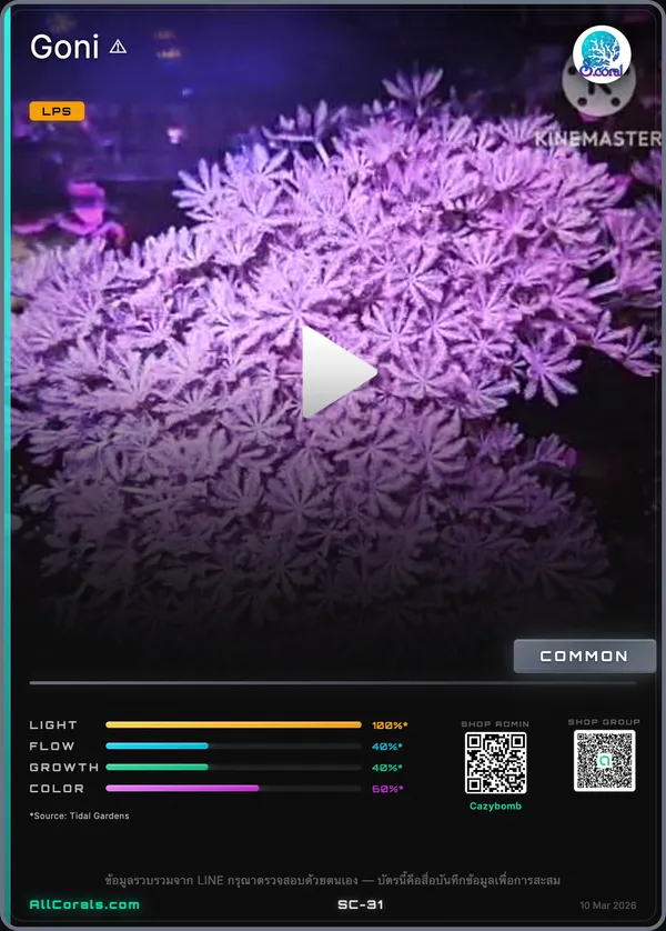 TSA Pink Sky Goniopora Coral