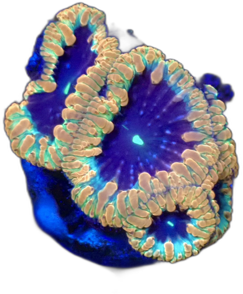 Blastomussa