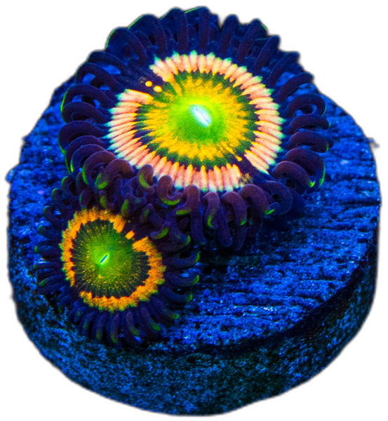 Zoa