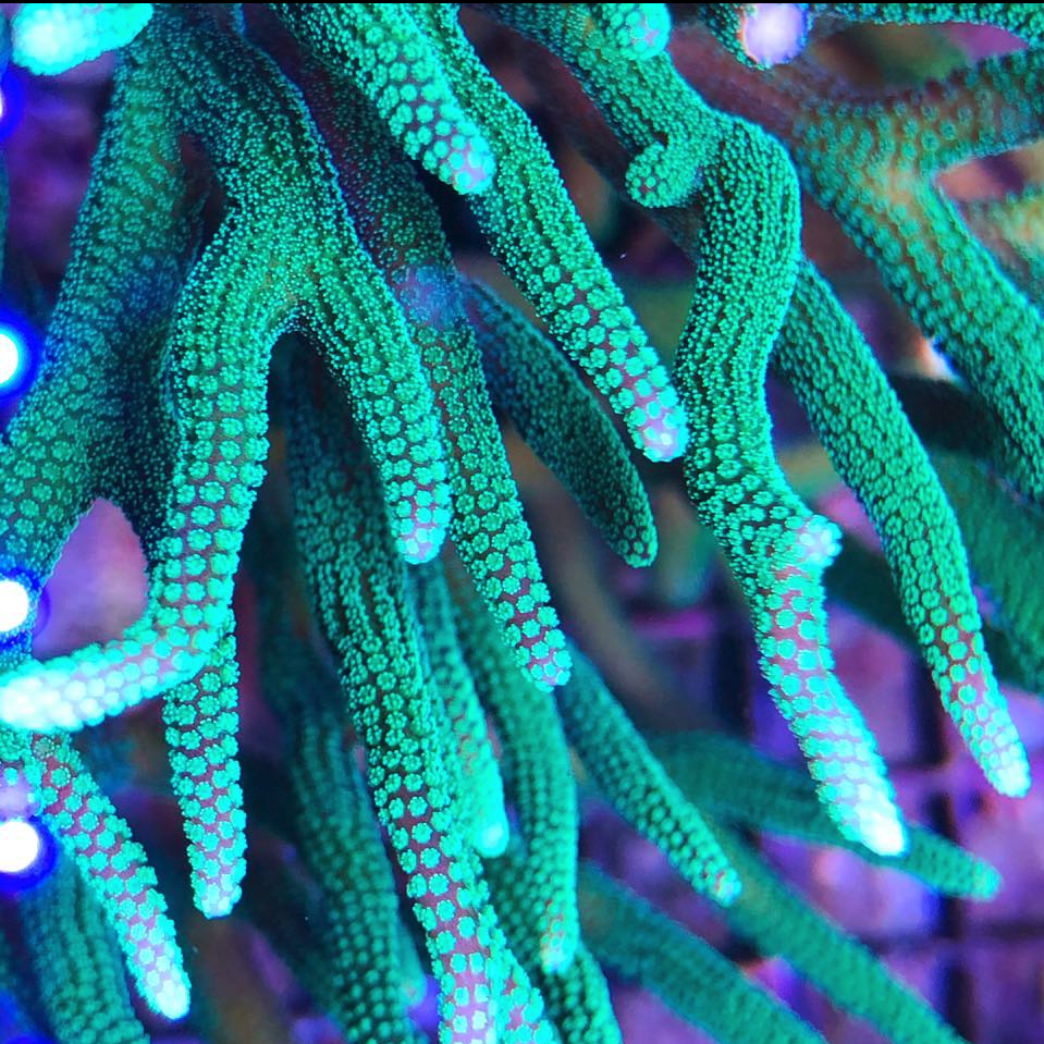 Great Reef